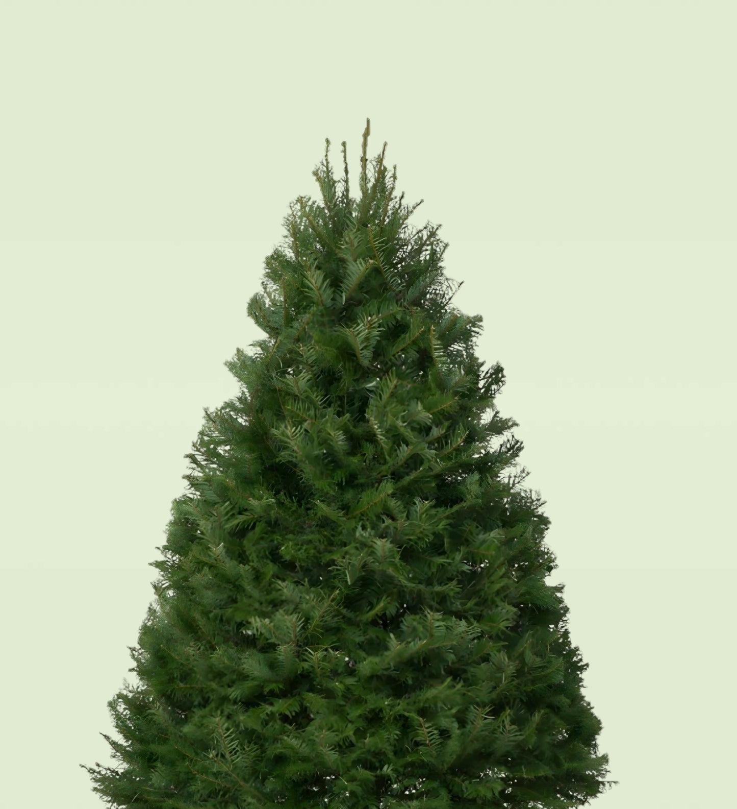 Premium Grand Fir Christmas Tree 5-6 FT Starting At $65!