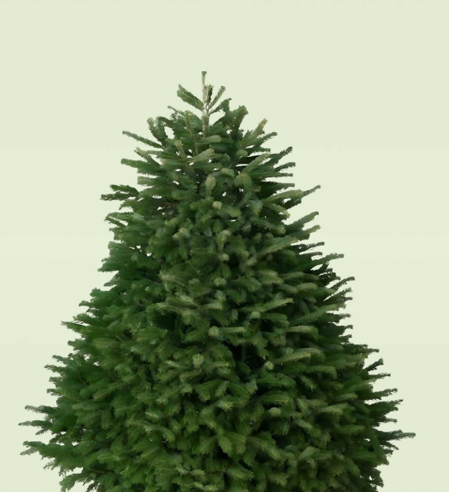 Fancy Nordmann Fir Christmas Tree 5-6 FT Starting At $80!