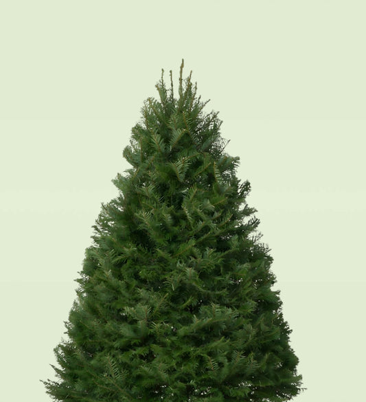 Premium Grand Fir Christmas Tree 5-6 FT Starting At $65!