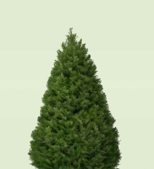 Premium Douglas Fir Christmas Tree 5-6 FT Starting At $60!