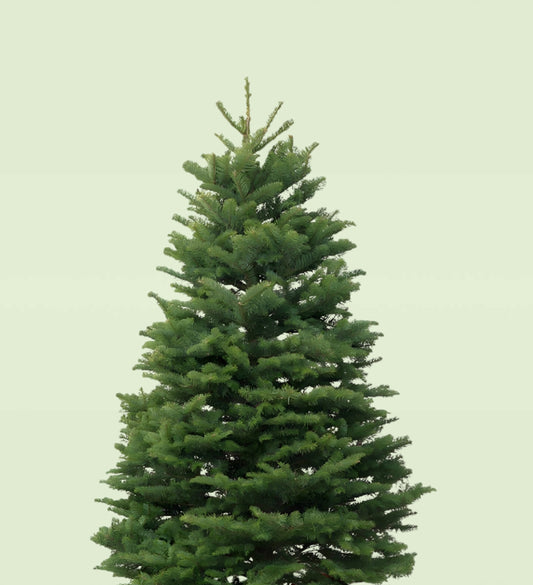 Premium Noble Fir Christmas Tree 3-4 FT Starting At $40!